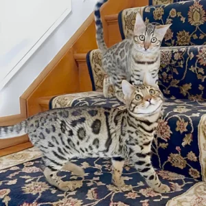 snow male bengal kitten for sale